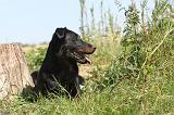 BEAUCERON 128